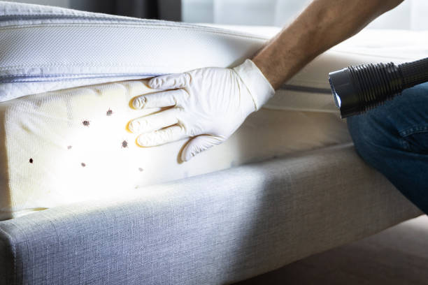 Best Wasp Removal Services  in Harrisburg, NC