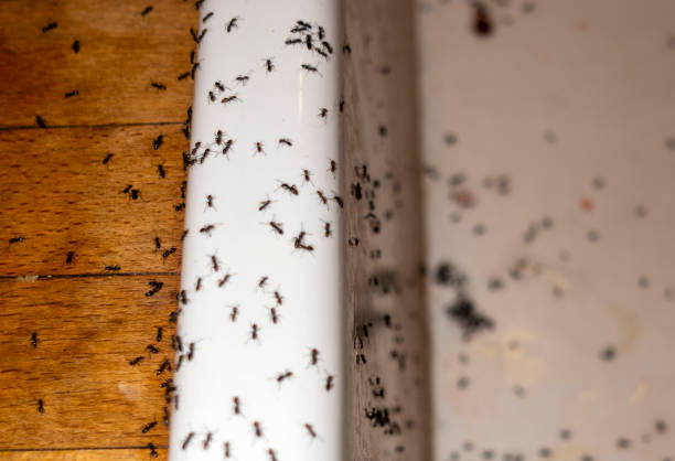 Best Bed Bug Extermination  in Harrisburg, NC
