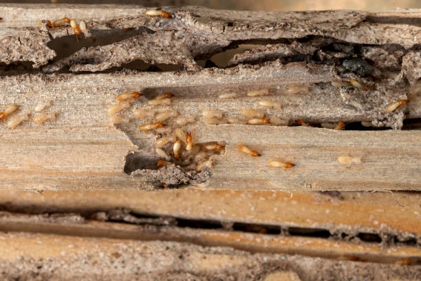 Wasp Removal Services in Harrisburg, NC