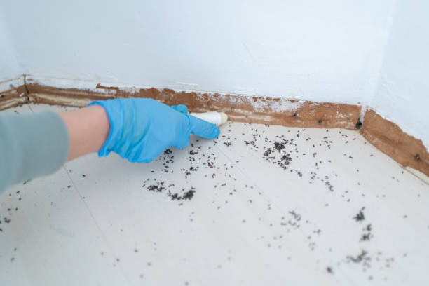 Best Insect Control  in Harrisburg, NC